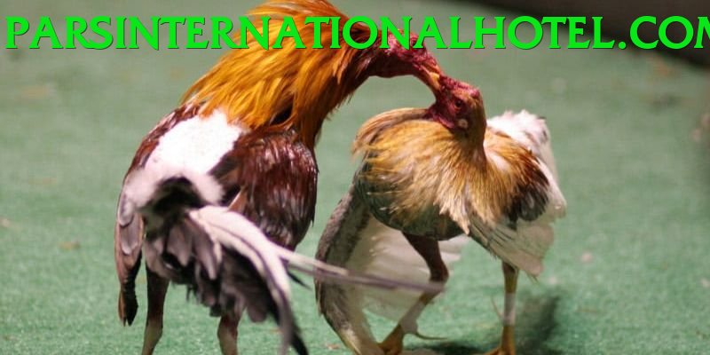 Đá Gà Trực Tiếp - Trải nghiệm tuyệt vời